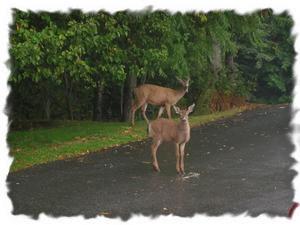 Mama and baby deer are common sights