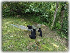 Guests Observing Family Play Day At The Chalet From A Safe/Enclosed Distance